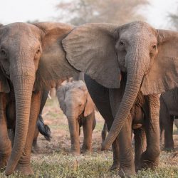 6 Hwange poachers jailed 9years each