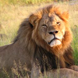 Three years gone, lest we forget Cecil the Lion