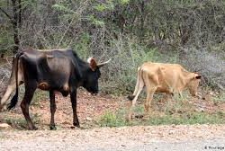 Deadly disease threatens cattle in lower Gweru