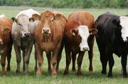 Uproar over slaughter of Zim stray cattle