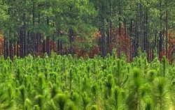 UNICAF to offer agro-forestry courses to inmates