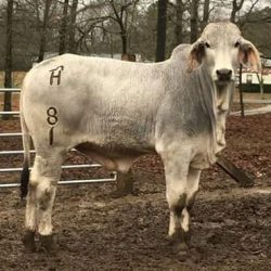 Farmers urged to brand cattle