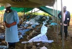 114 ex-combatants remains exhumed