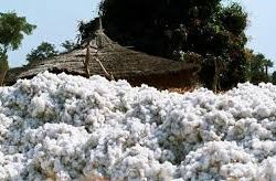 ZFU urges farmers to take up value addition