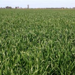 ZINWA audit unlocks more land for winter cropping