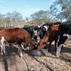 Govt targets 11 million cattle herd