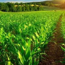 Shurugwi farmer promotes sustainable agriculture