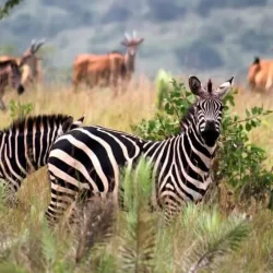 Izinyamazana Zasendle zibukwa ngokwehlukene