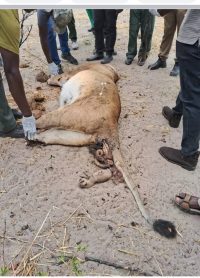 Lions found dead in Hwange National Park