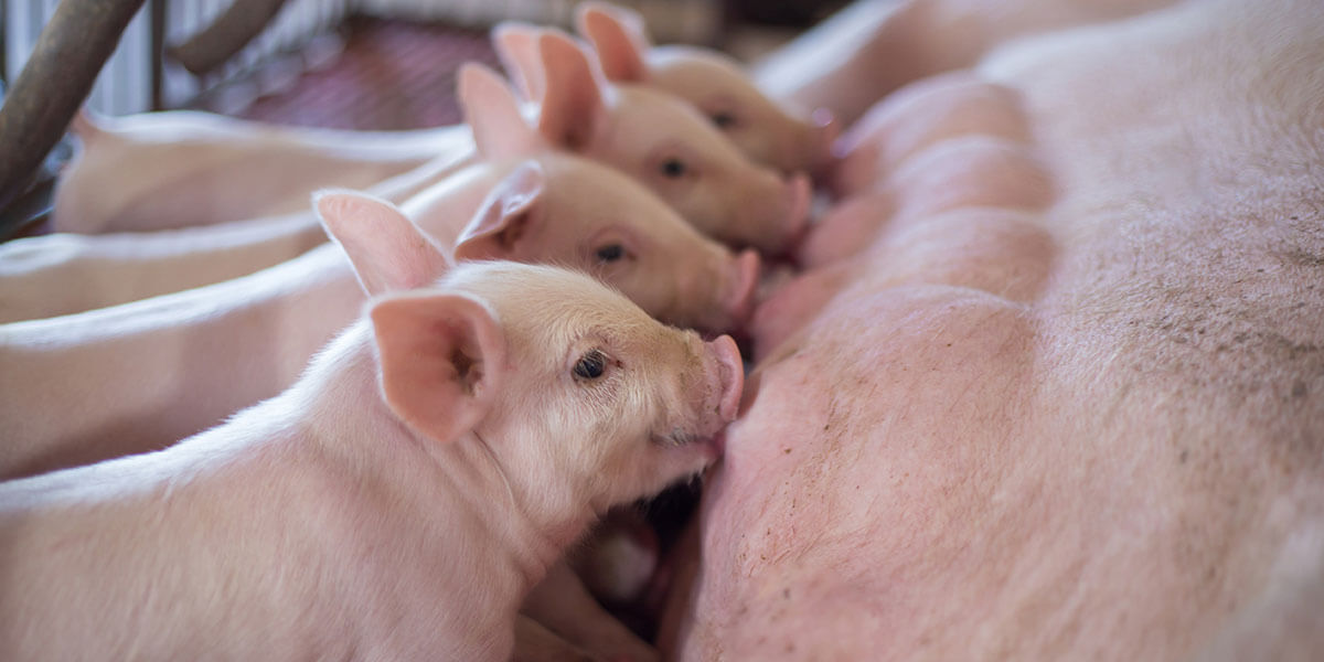 Piglets for students