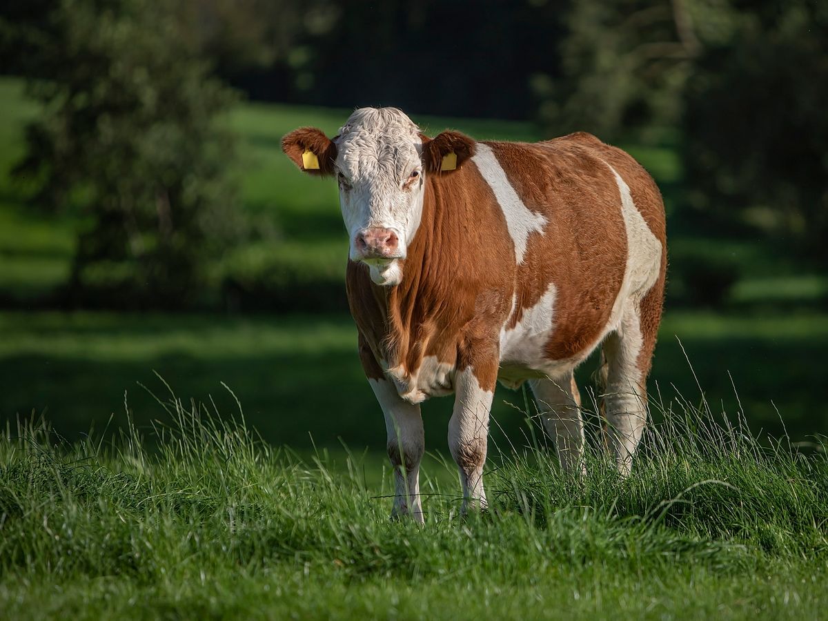 Youths benefit from Presidential Heifers scheme