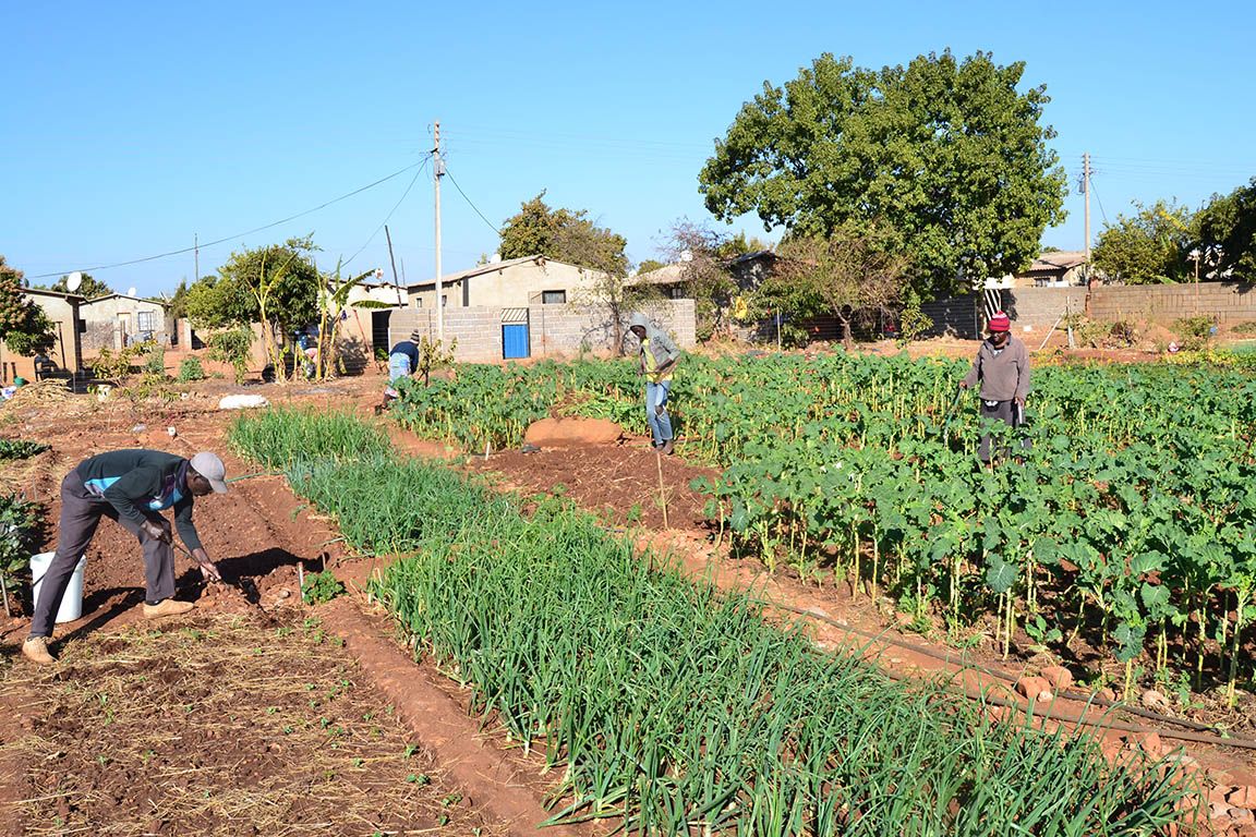 Council Designates Land for Urban Cultivation