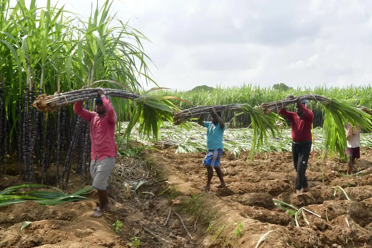 Sugarcane farmers, millers at loggerheads