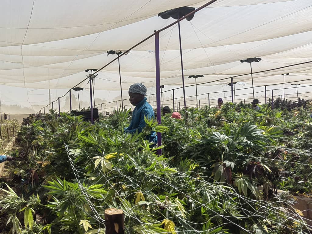 More exhibitors for Matabeleland North Show