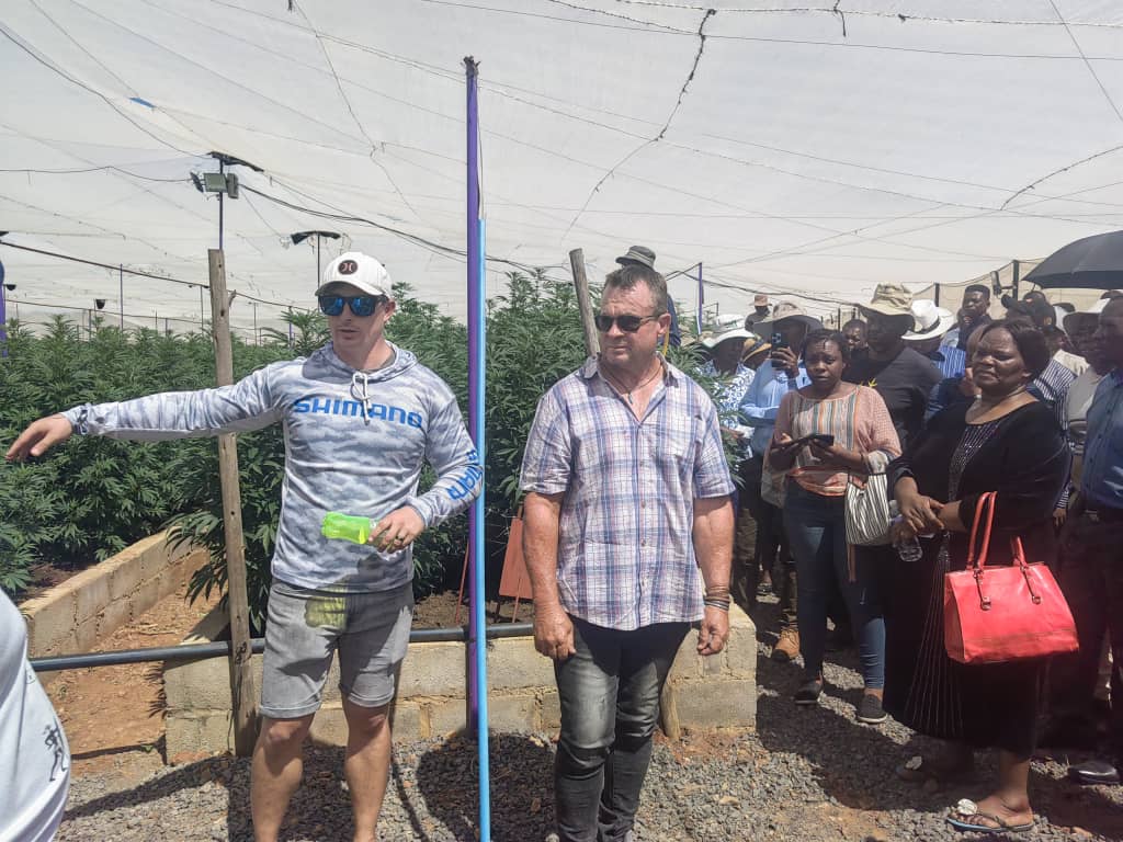Industrial hemp and medicinal cannabis catalysts for Zim economic transformation