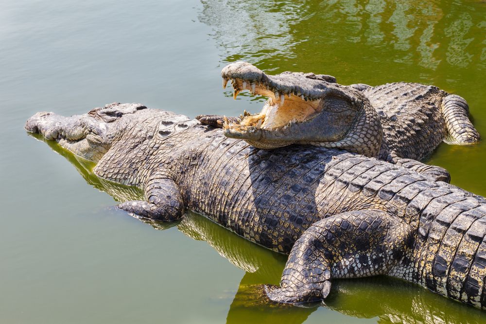 Zimparks concerned about surge in human-crocodile conflicts