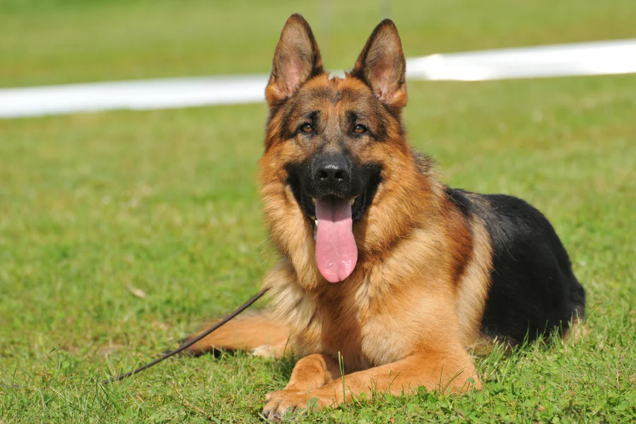 Dogs essential in crime prevention