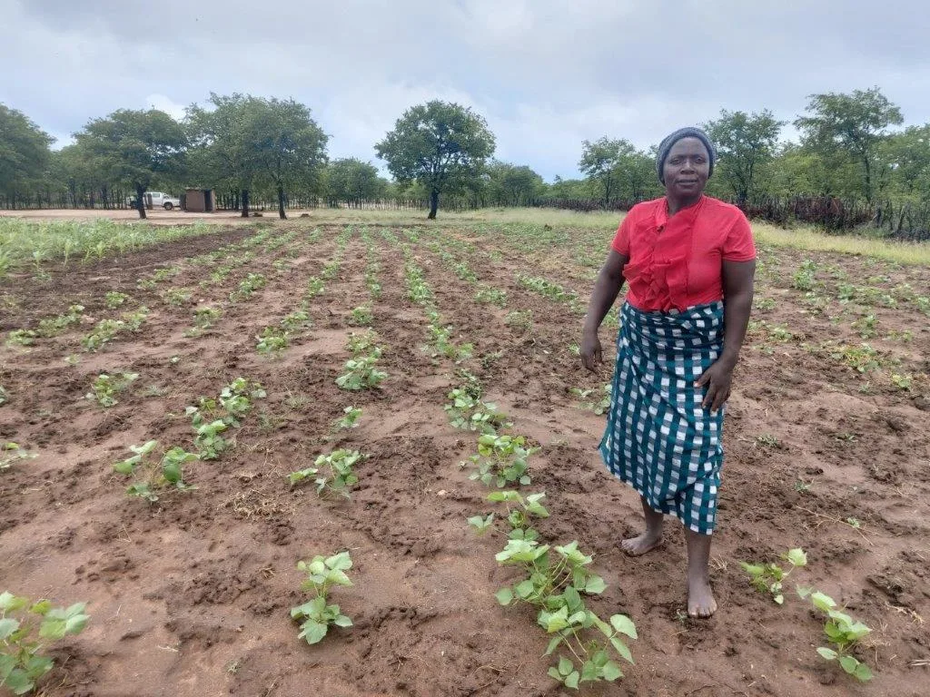 No longer business as usual: Improved feeds transforming livestock production in Zimbabwe