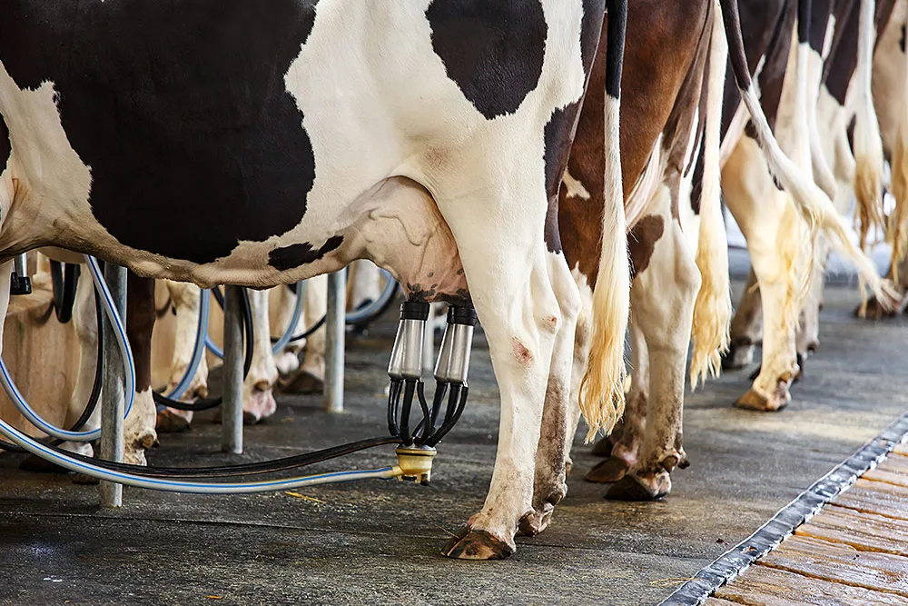 Closure of major retail outlets hits dairy processors hard