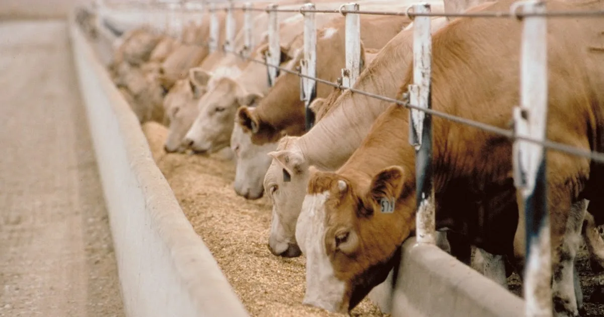 Botswana Vaccine Institute to Spotlight Livestock Health at Zimbabwe Dairy Expo