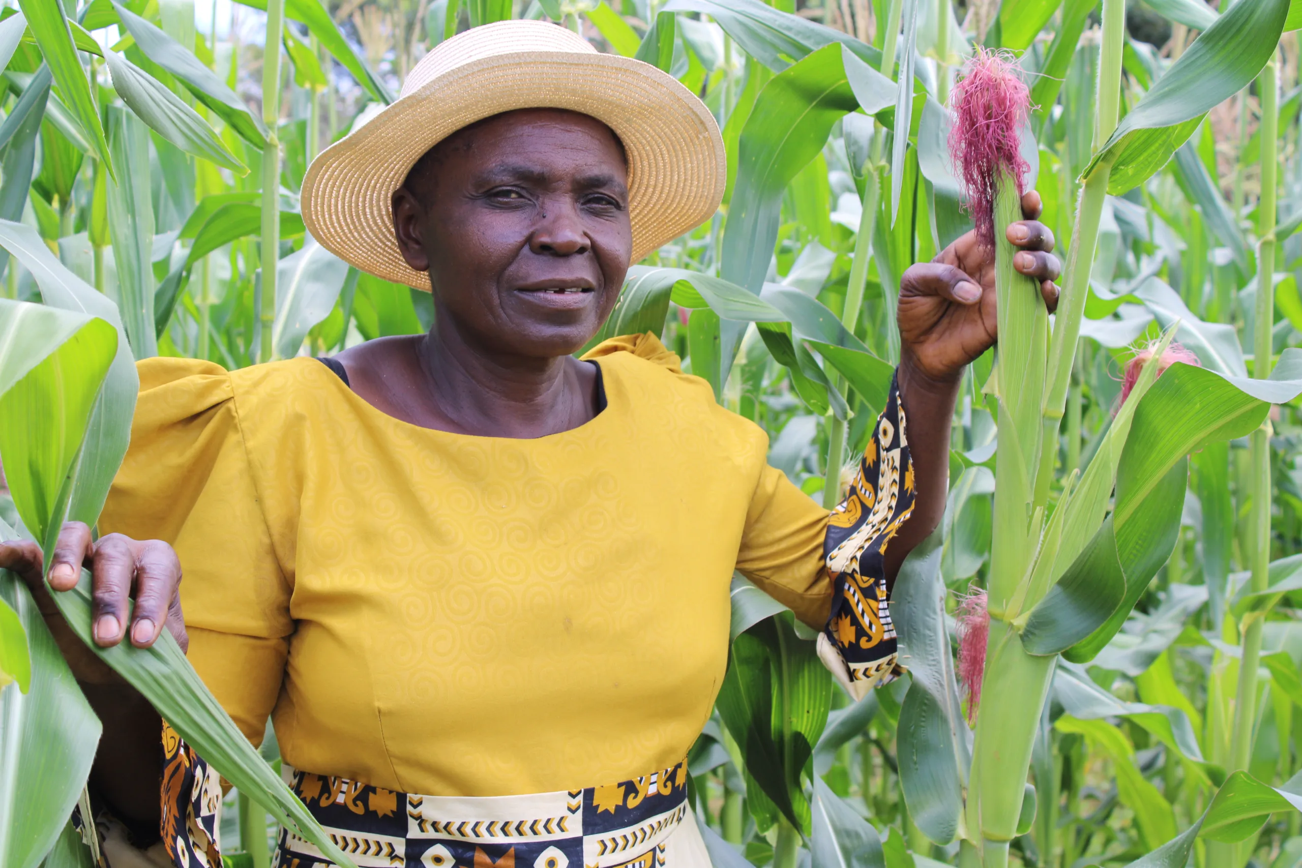 Drought-tolerant maize varieties bring hope to farmers