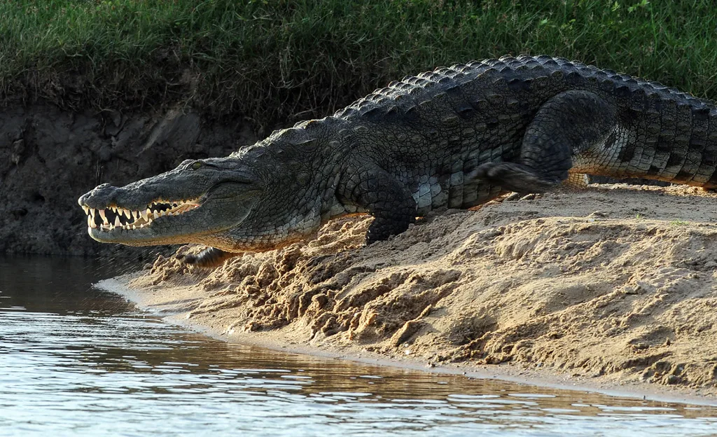 ZimParks warns of rising human-crocodile conflicts
