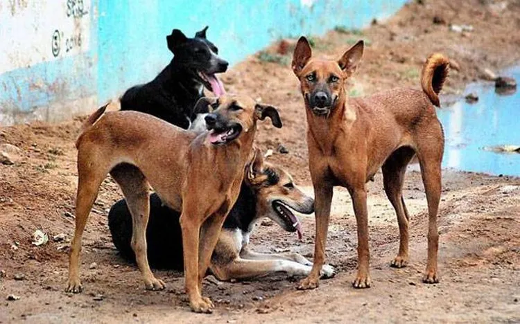 Bulawayo to enforce stray dog Tie-Up Order