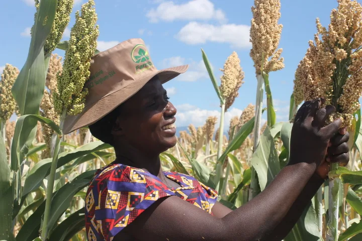 Sorghum: A Grain of Hope for Muzarabani Smallholder Farmers