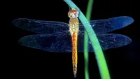 Brazil rediscovers rare dragonfly species after 116 years