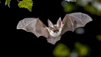 Brazil discovers new bat species