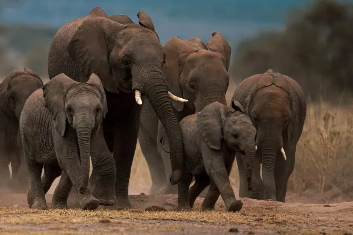 Zimbabwe issues permit to cull 50 elephants