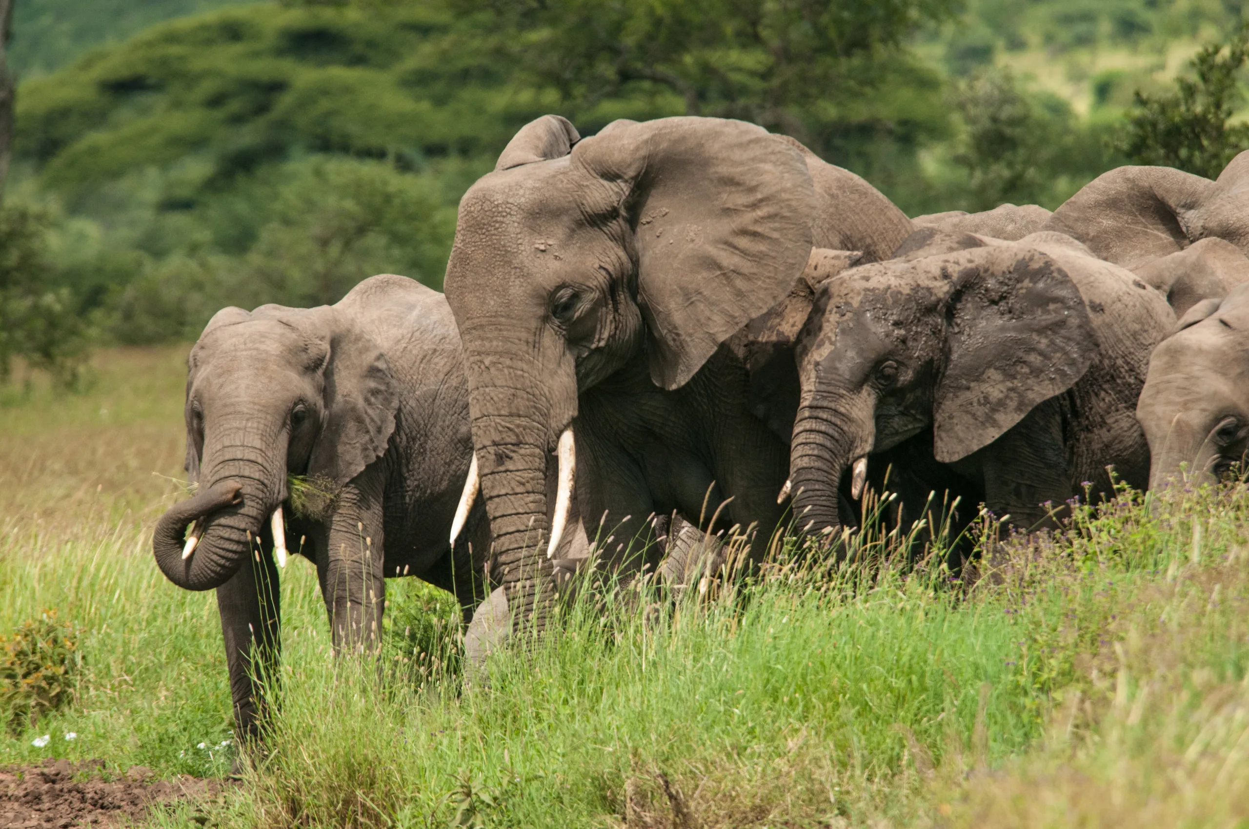 Conservationists deploy vuvuzelas to tackle human-wildlife conflicts