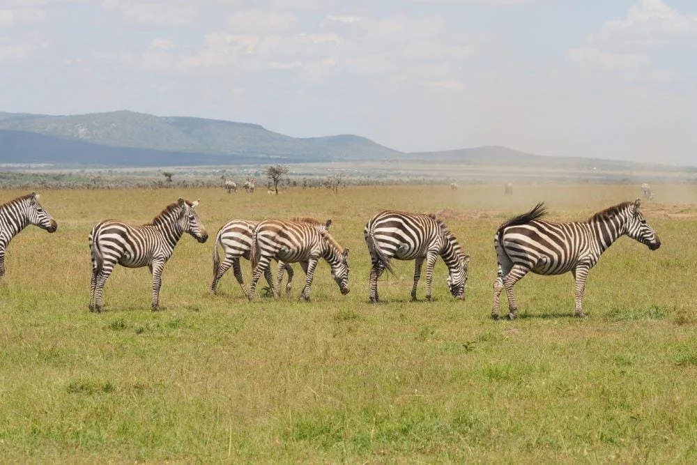 Mucheni community eyes tourism upturn with wildlife return