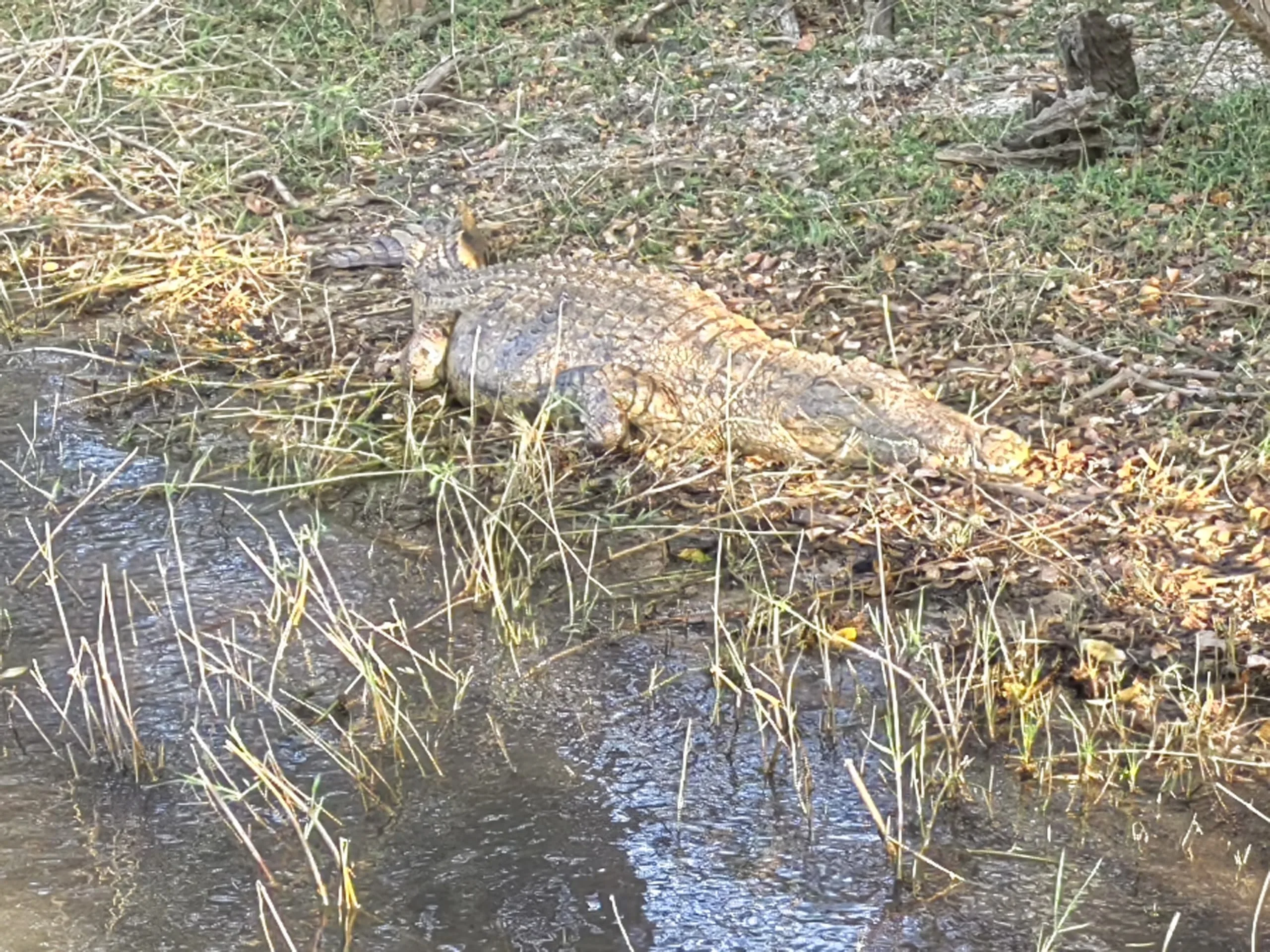 Crocodile Farming Expanding in Zimbabwe