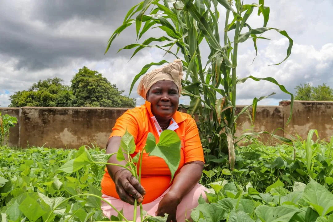 Alisha potatoes: antidote to drought, nutritional deficiency, poverty