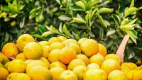 Egypt leads world in citrus exports amidst strategic agricultural overhaul