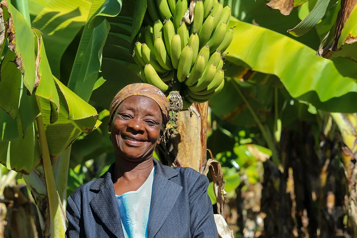 Honde Valley Smallholder Banana Farmers Eye Bigger Supply Role