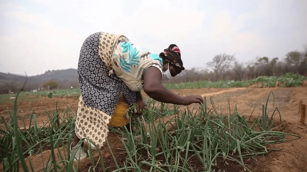 Zimbabwe’s women at the frontlines of climate justice.