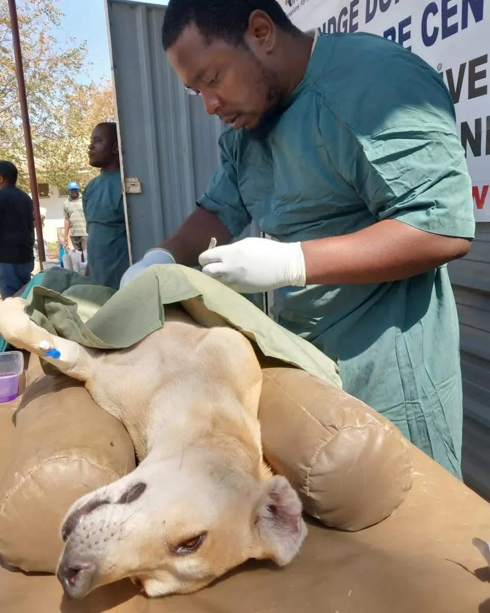 Government Intensifies Livestock Disease Response