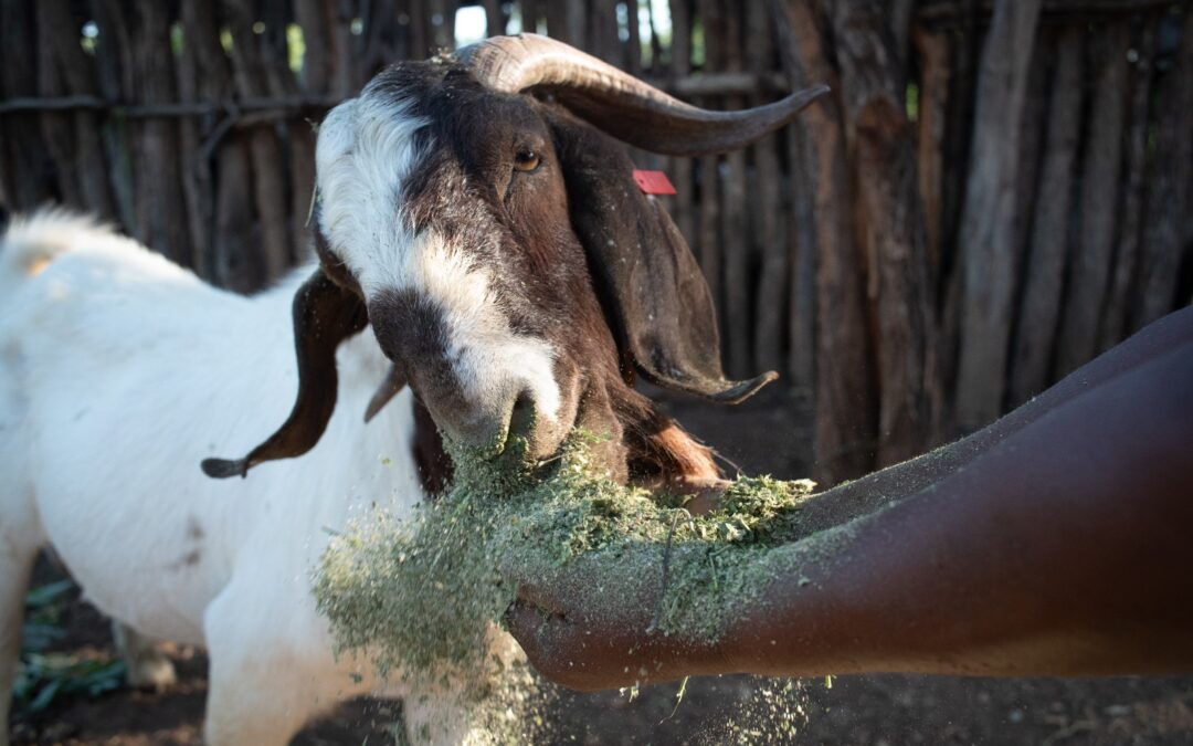 Binga Communities Fighting Poverty and Poaching Through Improved Goat Breeding
