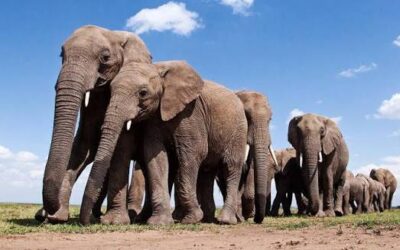 Elephants Spotted in Zaka Ward 24, Residents Urged to Stay Alert