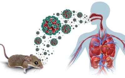 Government heightens surveillance against Hantavirus