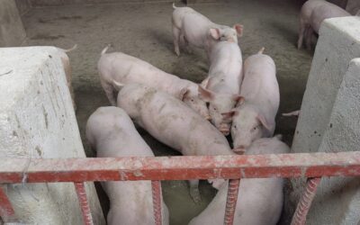 Plant biosecurity key to food security – expert