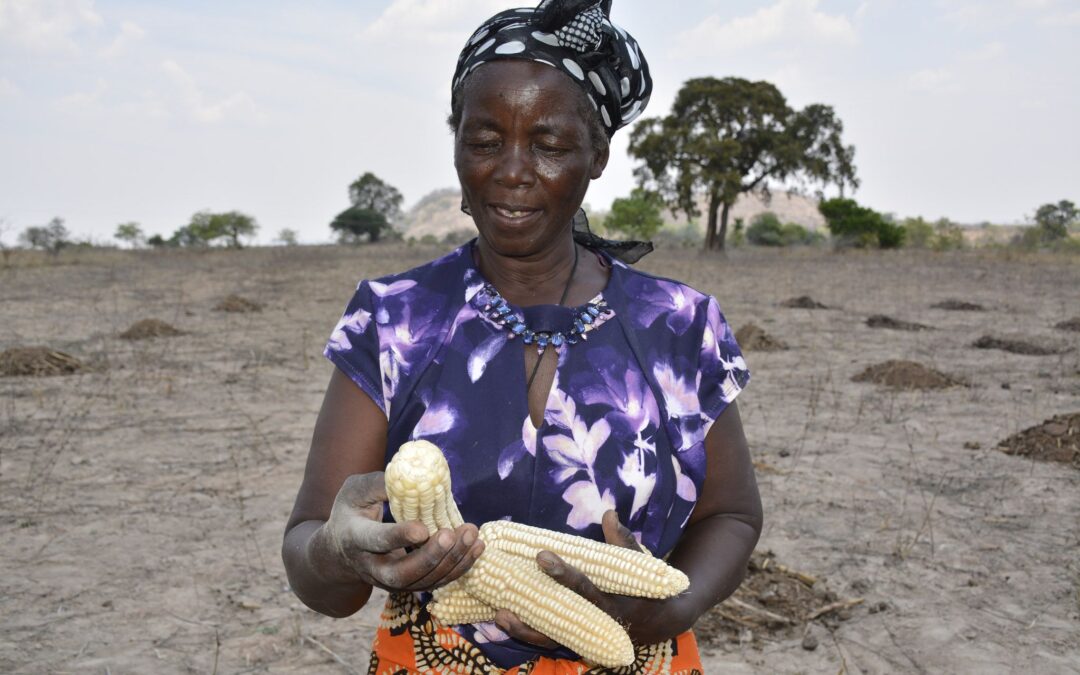 Crop Breeding Not Coping With Climate Change, Experts Say