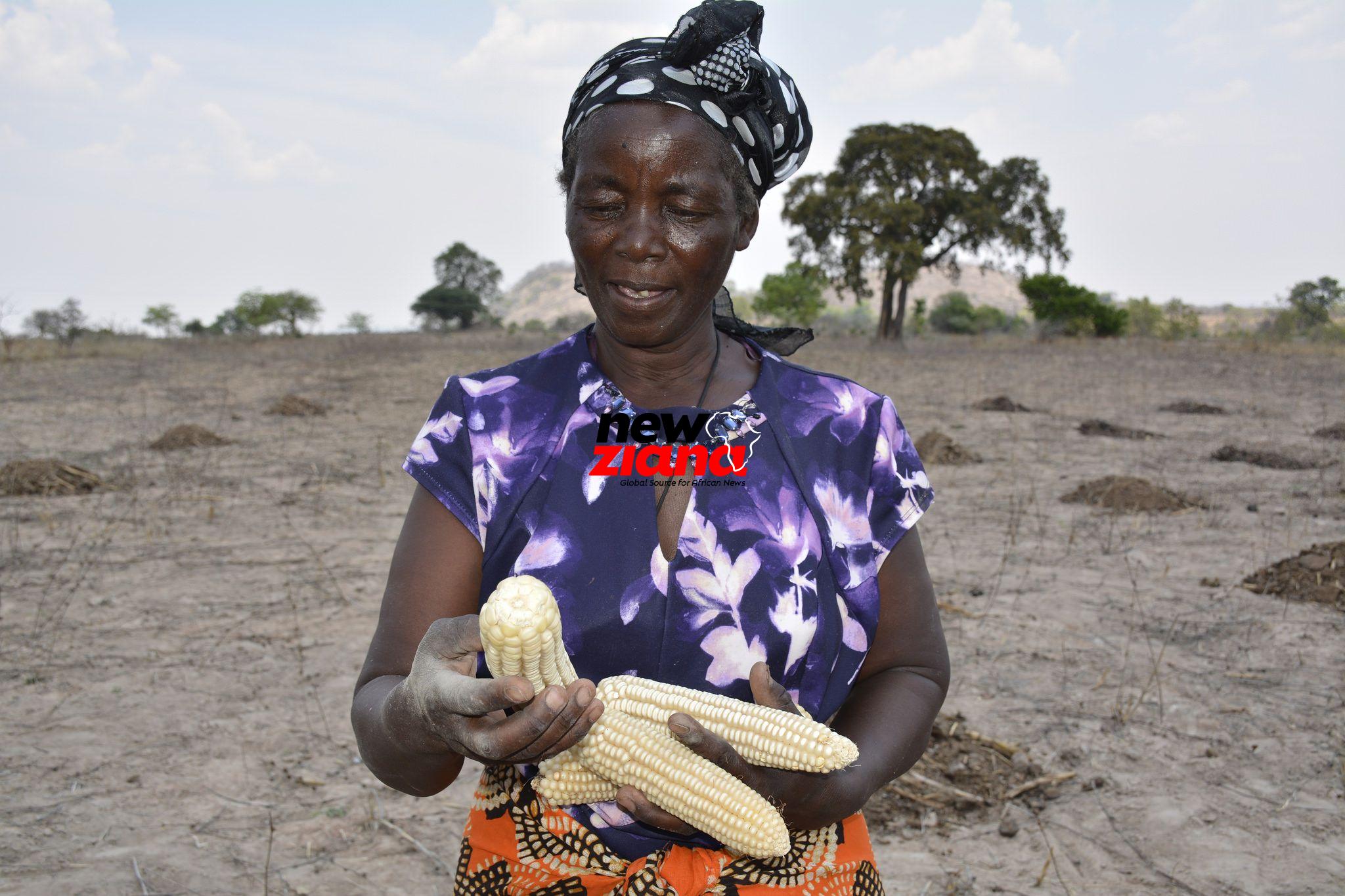 Drought tolerant maize variety