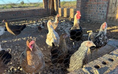 Zimbabwe eyes poultry output boost