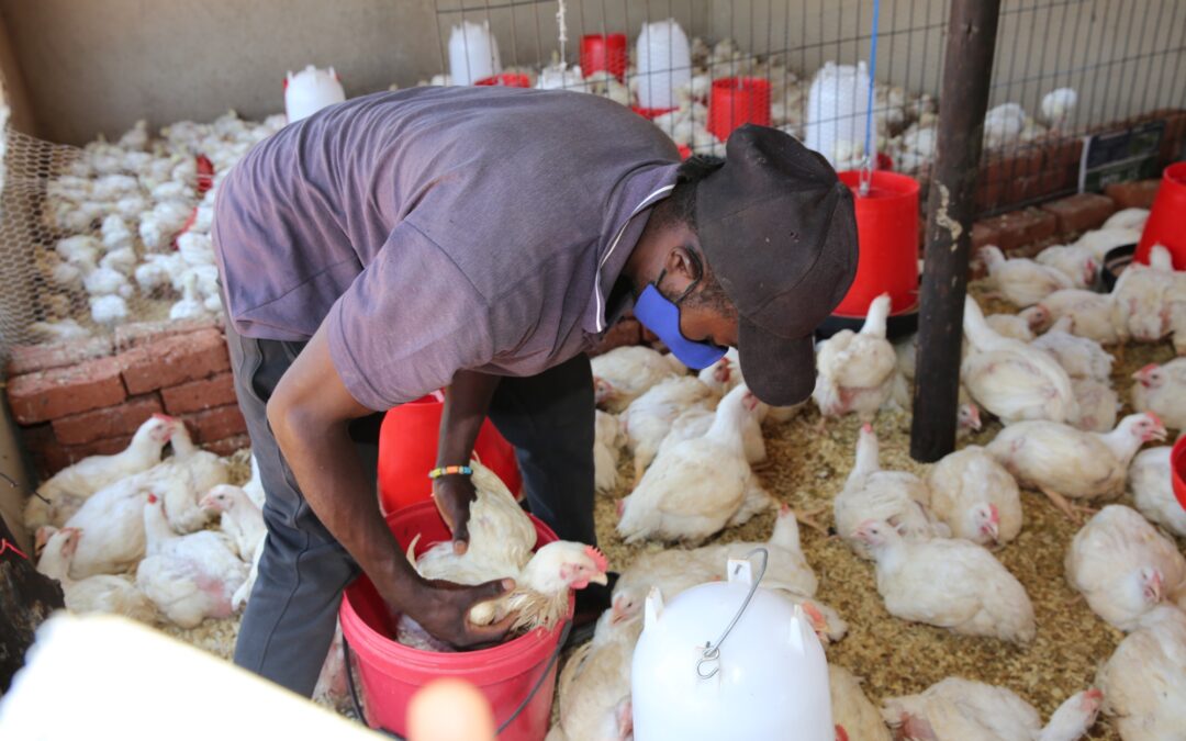 Poultry management training lifts output, transforms rural livelihoods