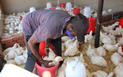 Poultry management training lifts output, transforms rural livelihoods