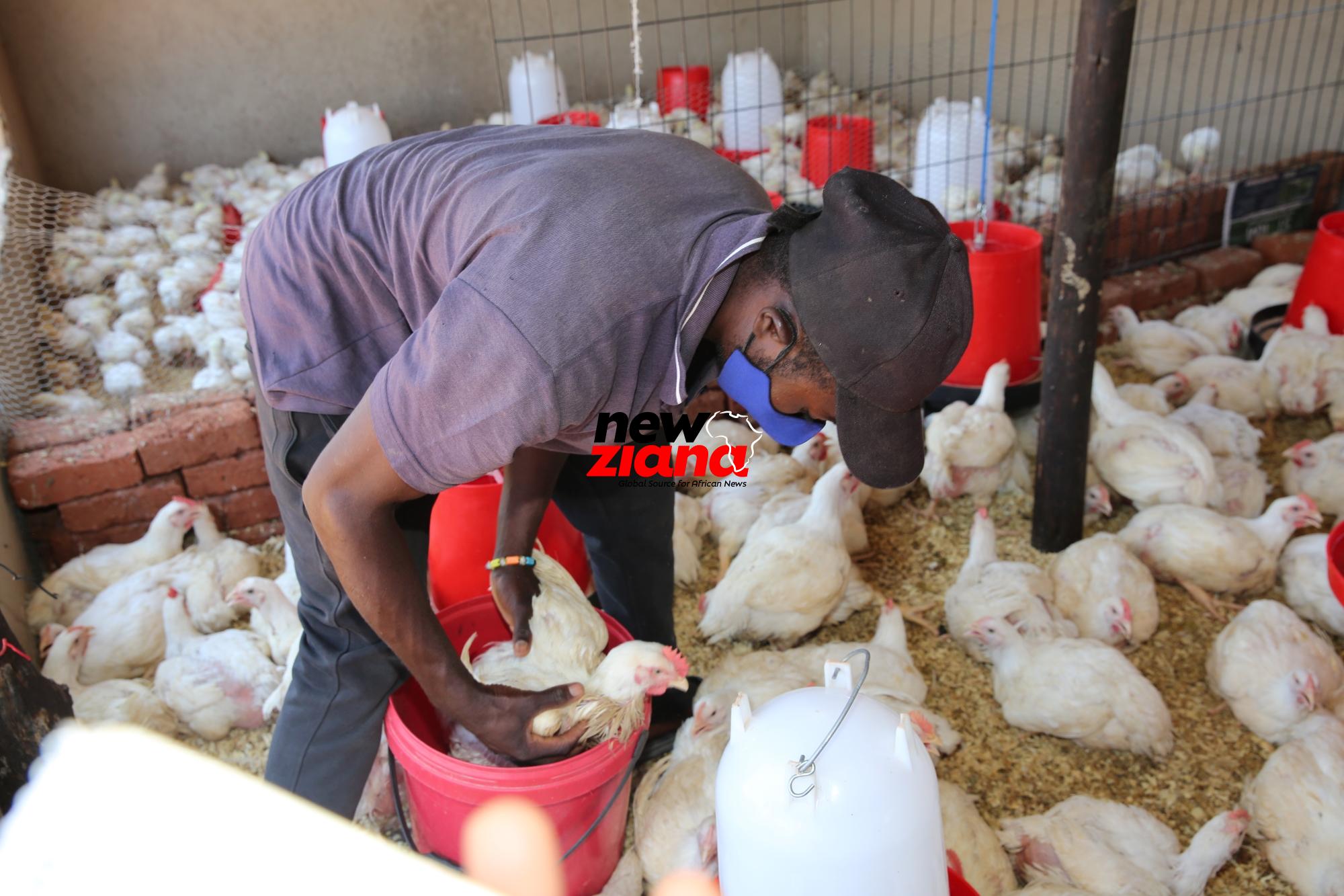 Poultry Farming photo