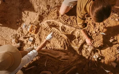 Chinese scientists discover new species of feathered dinosaur